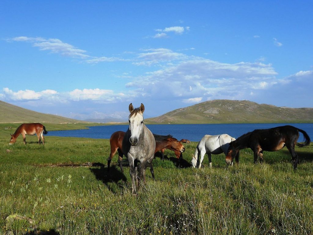 sheosar lake and horses